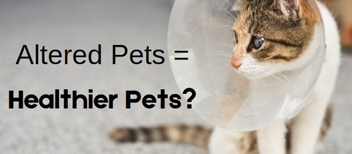 Spay Neuter Benefits